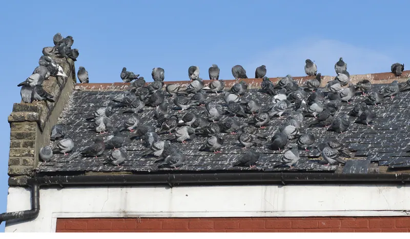 Une colonie de pigeons posée sur une toiture en tuiles.