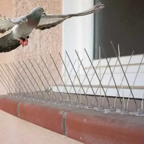 Un pigeon s’envole devant un rebord équipé de pics anti-pigeons.