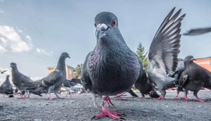 Des pigeons au sol dans une rue, l’un d’eux au premier plan.